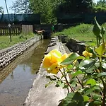 Helianthus