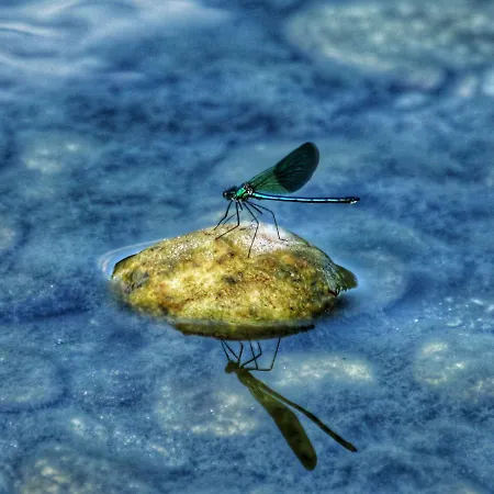 Helianthus * Oleggio