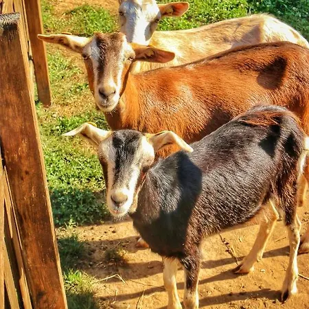 Agroturismo Helianthus Oleggio