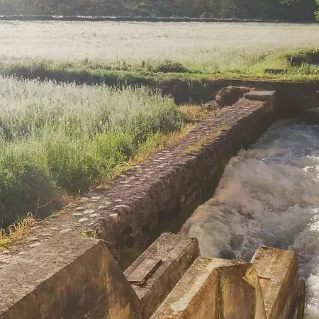 Helianthus * Oleggio